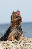 YORKSHIRE TERRIER 280